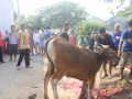 Qurban2014_005