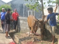 Qurban2014_008