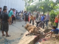 Qurban2014_014