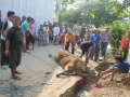 Qurban2014_015