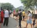 Qurban2014_065