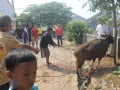 Qurban2014_073