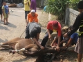 Qurban2014_081