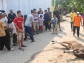 Qurban2014_086