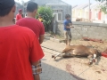 Qurban2014_101