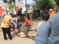 Qurban2014_115