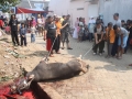 Qurban2014_127