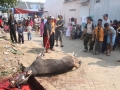 Qurban2014_128