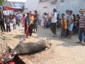 Qurban2014_129